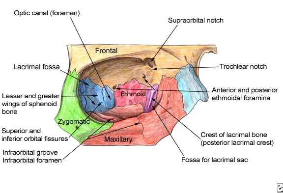 orbital-bones-ophthalmology-review