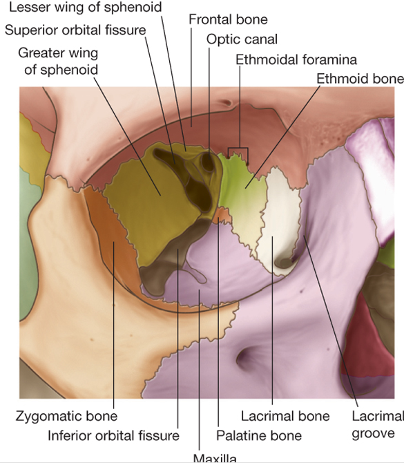 The right orbit. Each bone is a separate color, and labeled. Image from StudyBlue.com