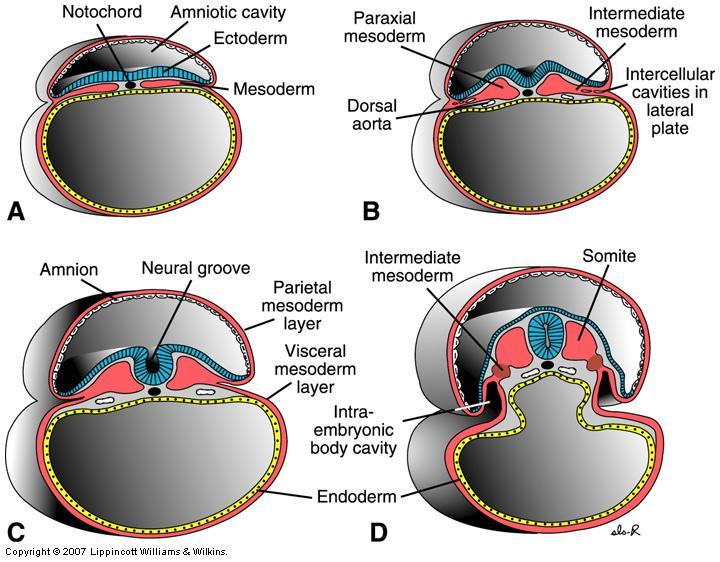 Remember diagrams like this in medical school? Don't worry, you won't need to know anything this detailed for the OKAP. Image credit: studyblue.com .