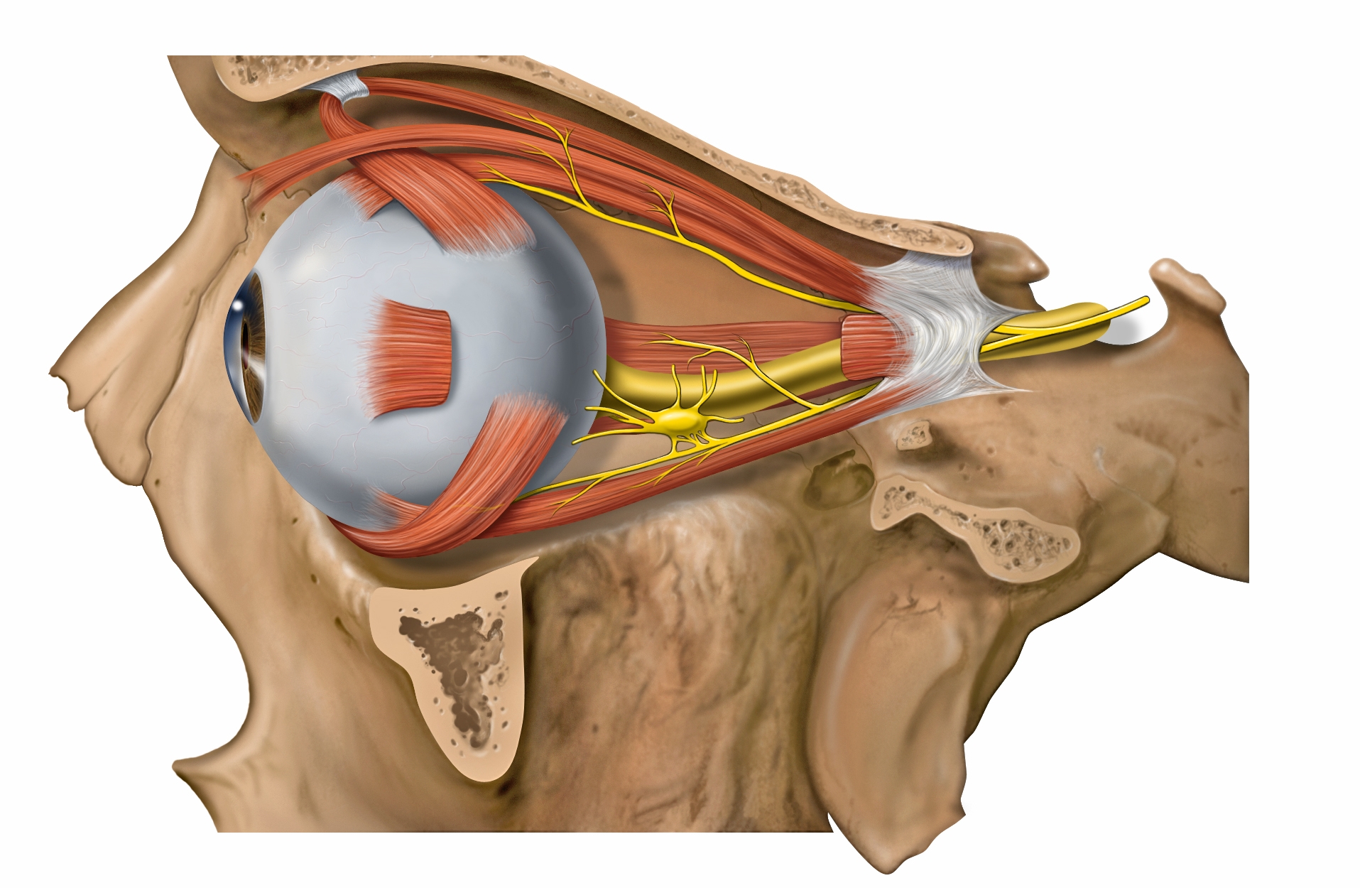 The ciliary ganglion lies temporal to the ophthalmic artery, inbetween the lateral rectus and optic nerve. It is approximately 1.5-2.0 cm (15-20 mm) posterior to the globe and 1.0 cm (10 mm) anterior to the Annulus of Zinn and the superior orbital fissure. Image credit: Wikipedia .