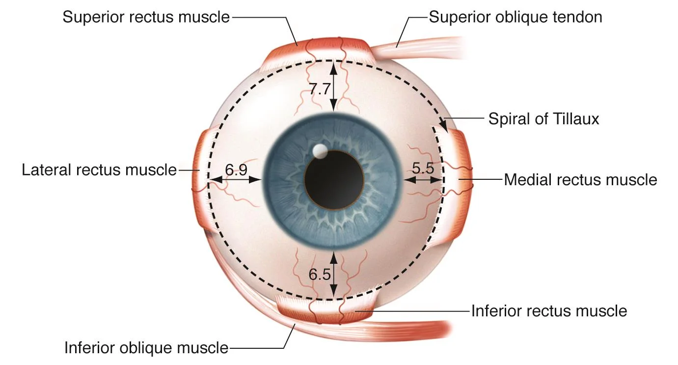 Medial rectus definition Medial rectus definition