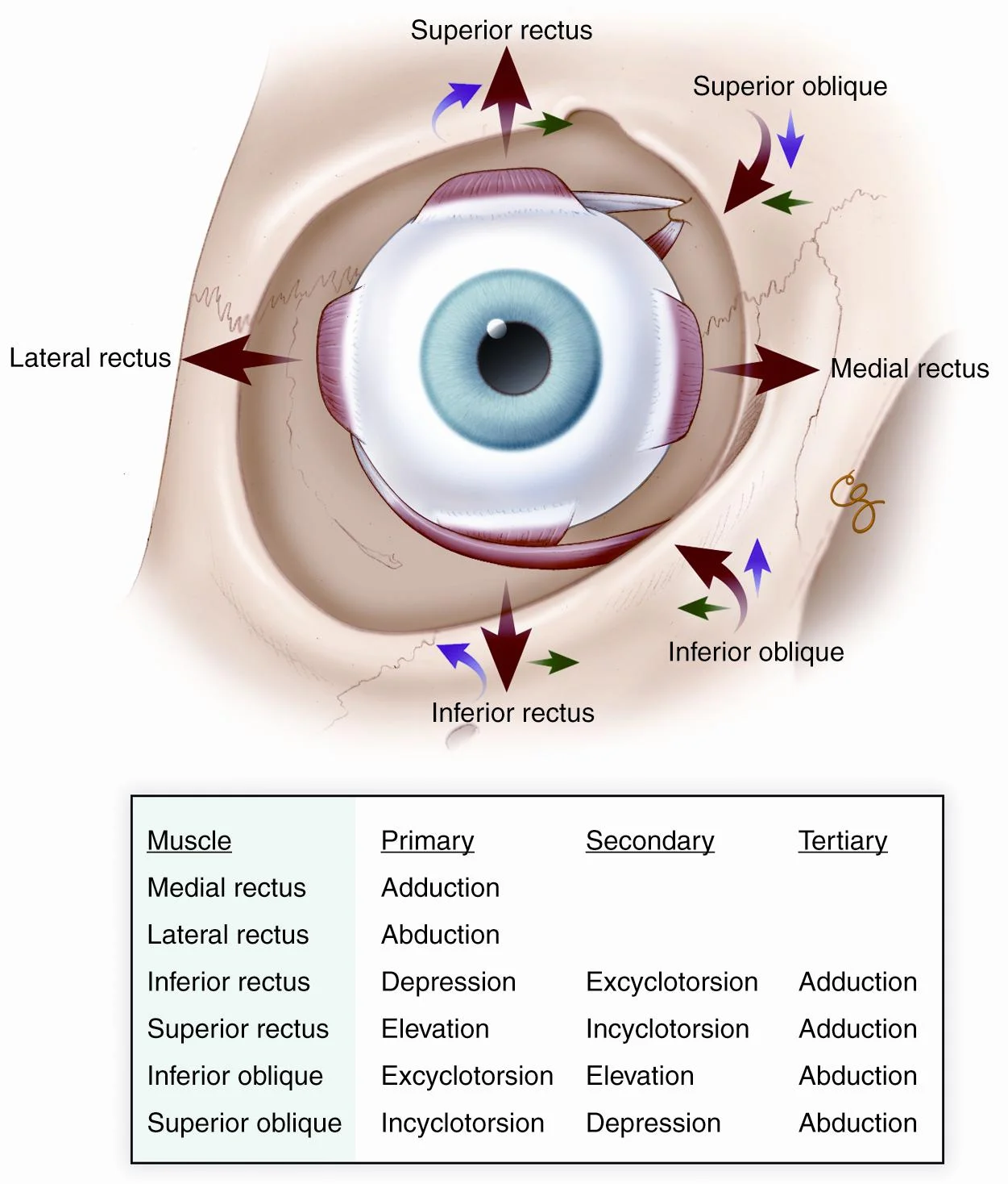 Extraocular Muscle Anatomy Ophthalmology Review