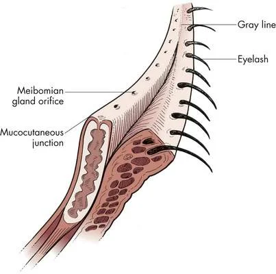 Eyelid Anatomy — Ophthalmology Review