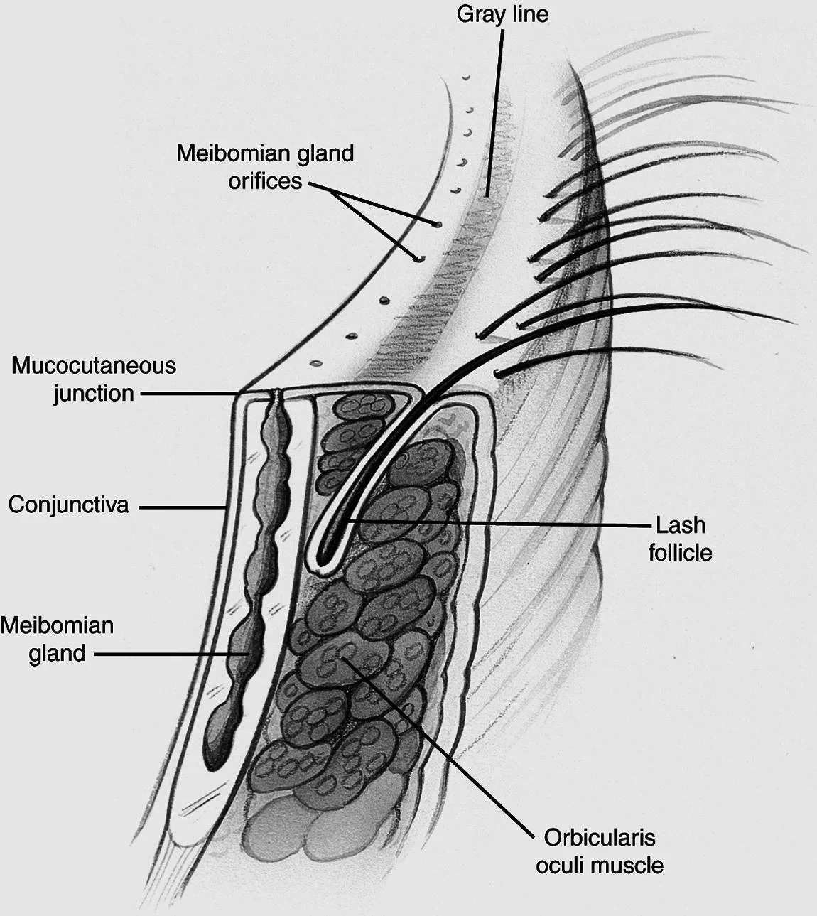 Eyelid Anatomy — Ophthalmology Review