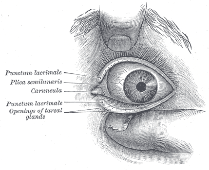 Eyelid Anatomy — Ophthalmology Review