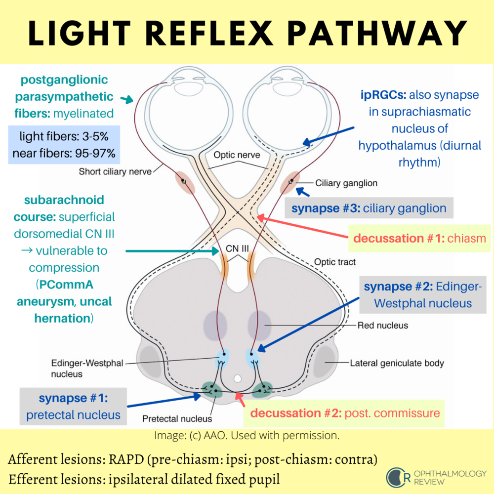 The Light Reflex Ophthalmology Review
