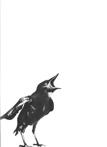 Ornithophobia: Crow