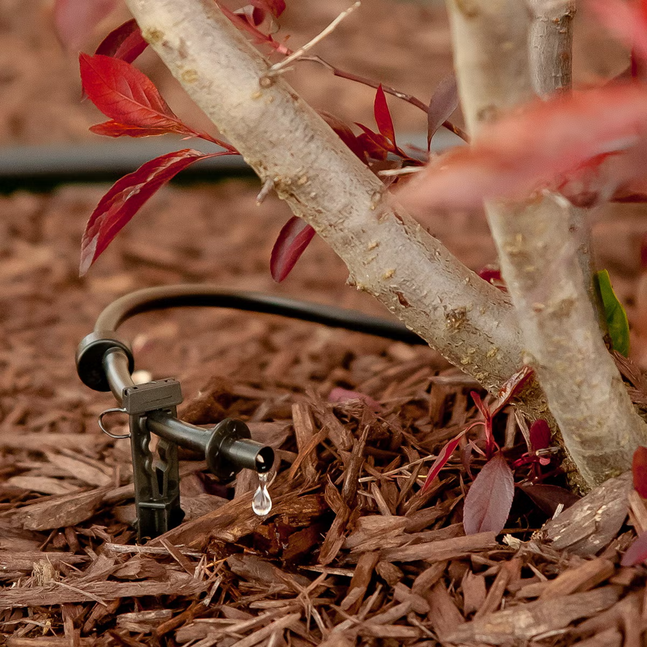 Drip irrigation system delivering water directly to plant roots to conserve water and reduce runoff