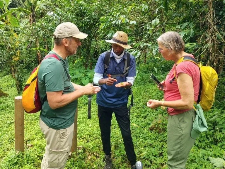 Native guide Rommy explaining about Arabica coffee during a Kapchorwa Nature Walk.
