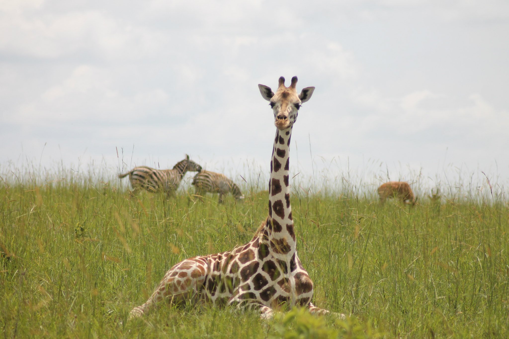 Wildlife tour Uganda