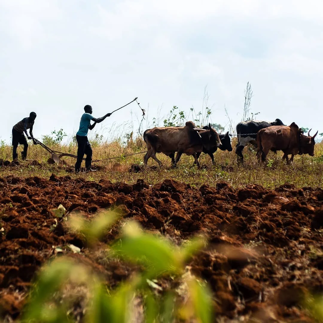 Farmers plowing the land with oxen in Kapchorwa, Mount Elgon.