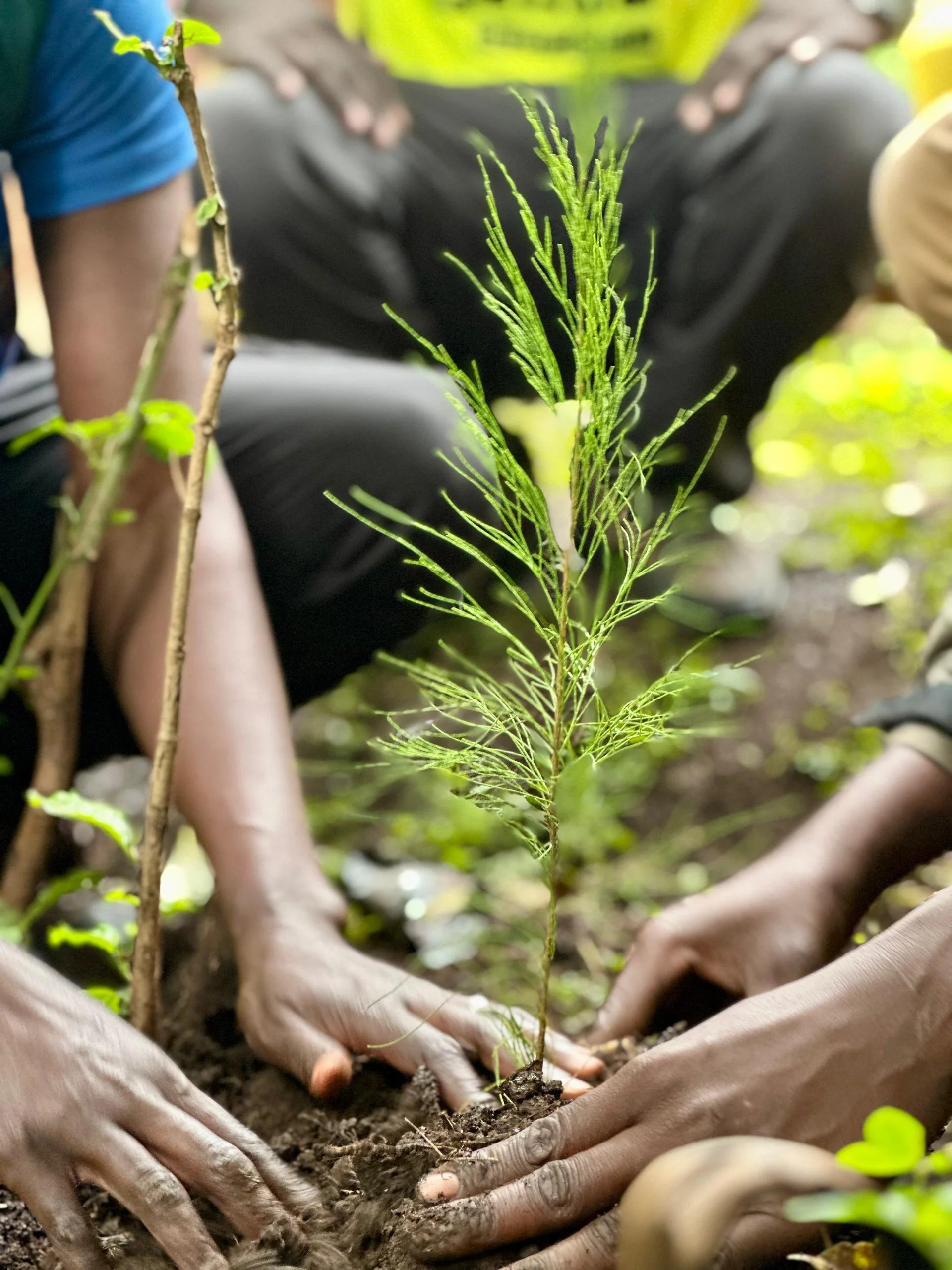 Planting tree Kapchorwa