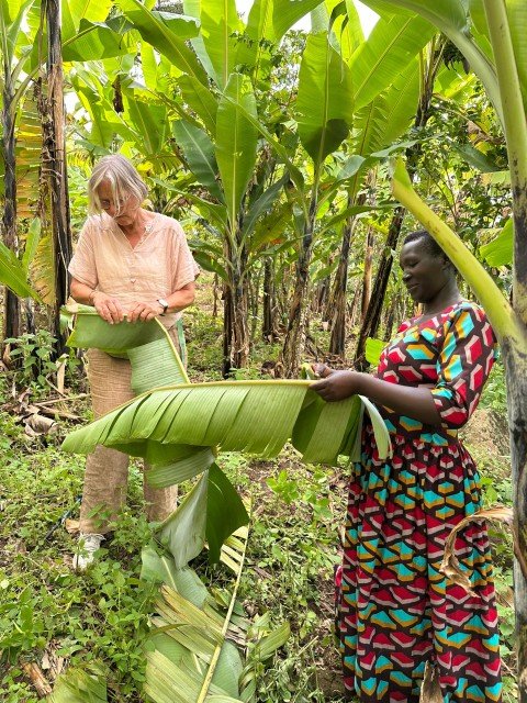Matoke harvesting Kapchorwa