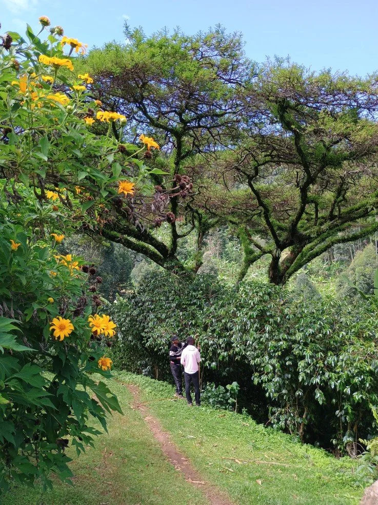 Kapchorwa Nature Walk trail 