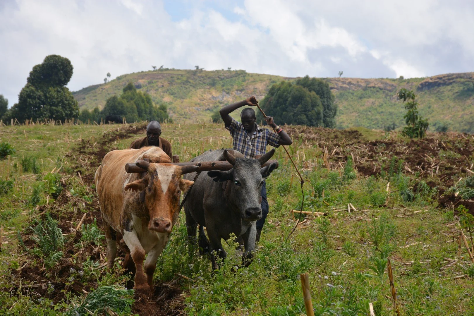 Ox plowing Kapchorwa-Benet Trail 