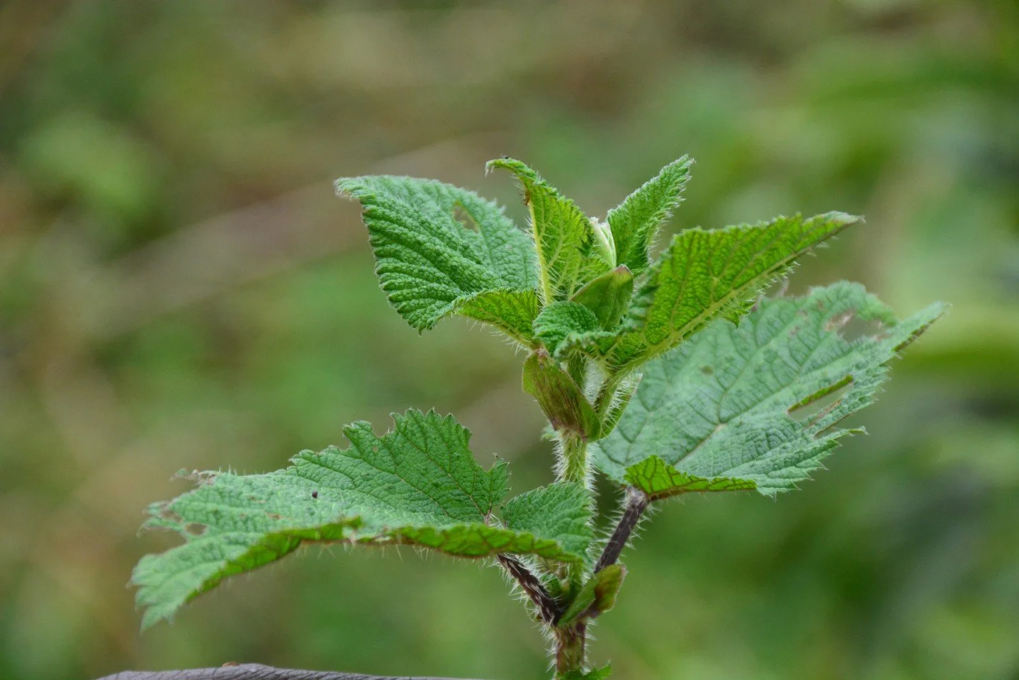 The sseewyondet plant, a stingy nettle spinach growing on Mount Elgon in Uganda