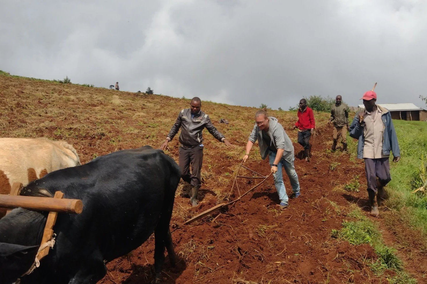 A visitor from the Netherlands plowing oxen along the Mosopisiek Trail in the higher belts of Kween District