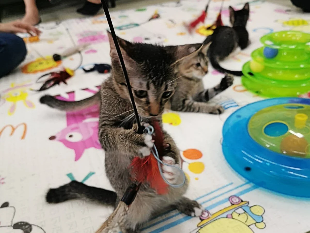 Elisa-Liu-Art-2019-Kitten-Sanctuary-02.jpg