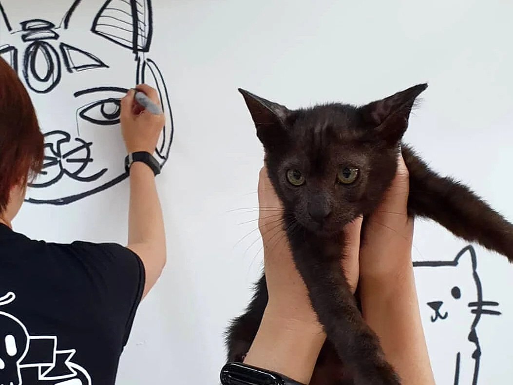 Elisa-Liu-Art-2019-Kitten-Sanctuary-04.jpg