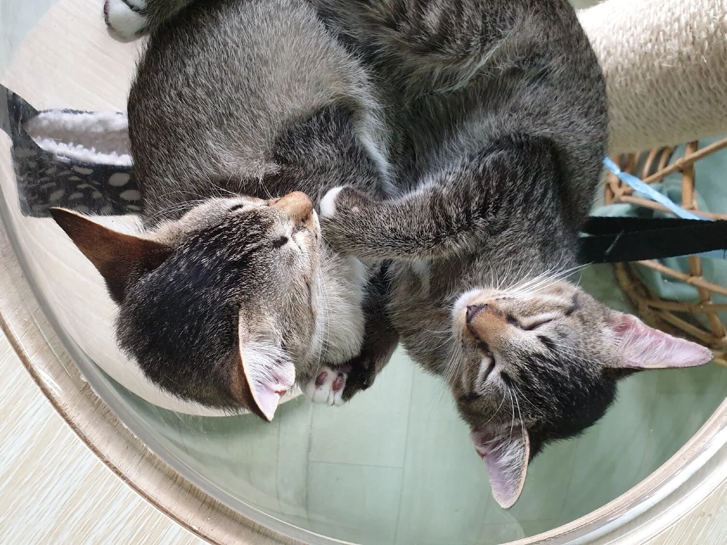 Elisa-Liu-Art-2019-Kitten-Sanctuary-06.jpg