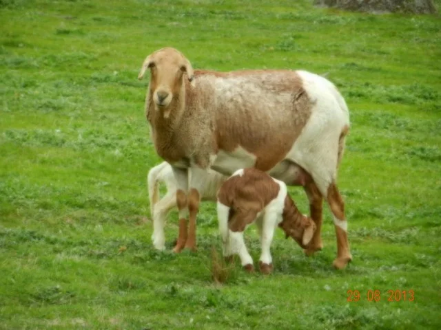 0000_Twins3.JPG