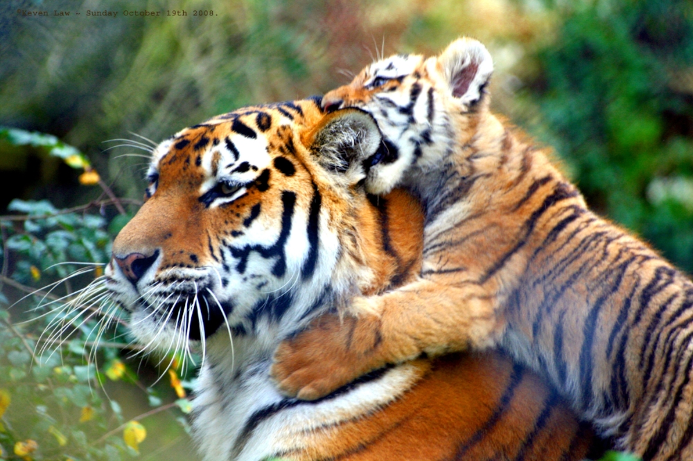 Warning!!!...Tiger_in_training...O)).jpg