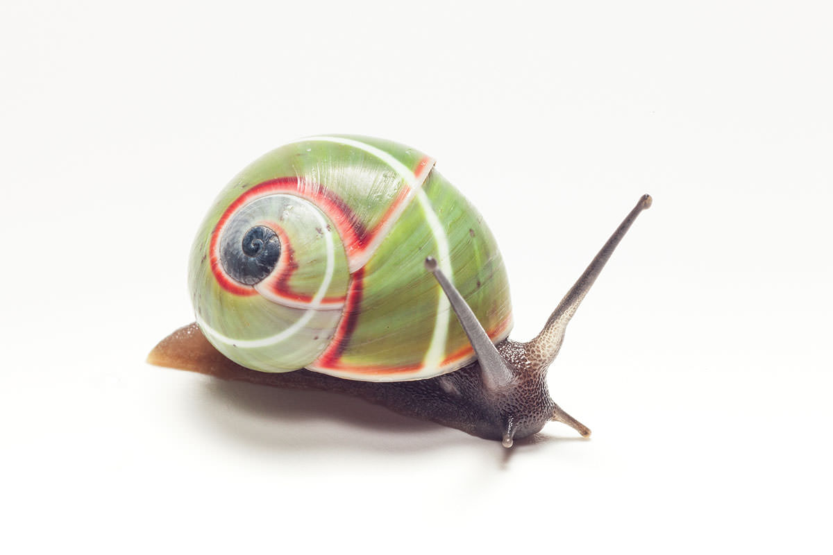 Snails are cute, but I don't want their slime on my skin.