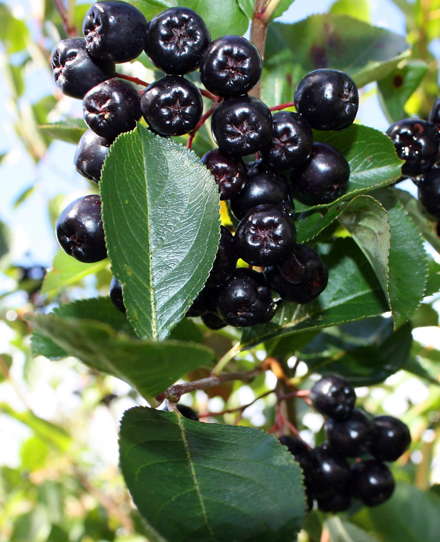 The maqui berry is the new açai! 