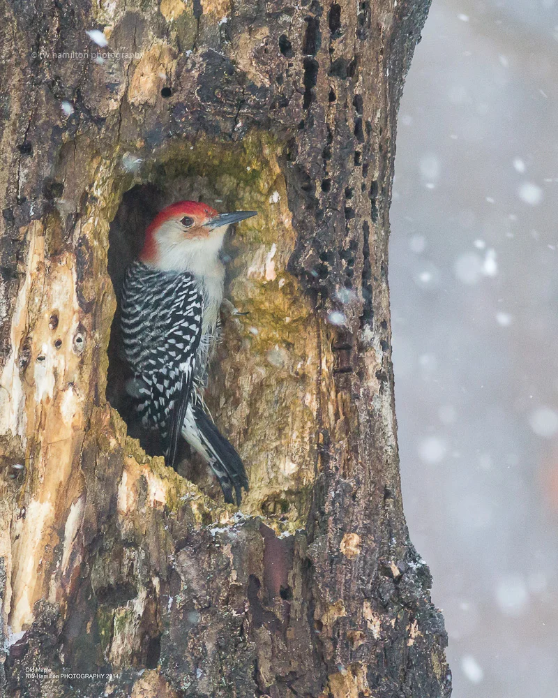Red-bellied Woodpecker