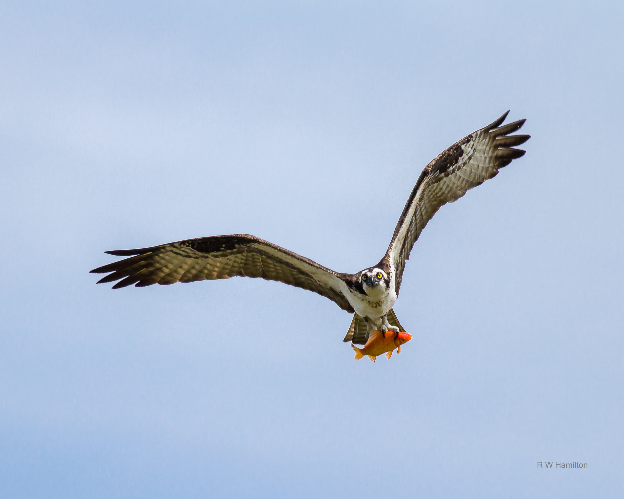 Osprey with Wild Goldfish