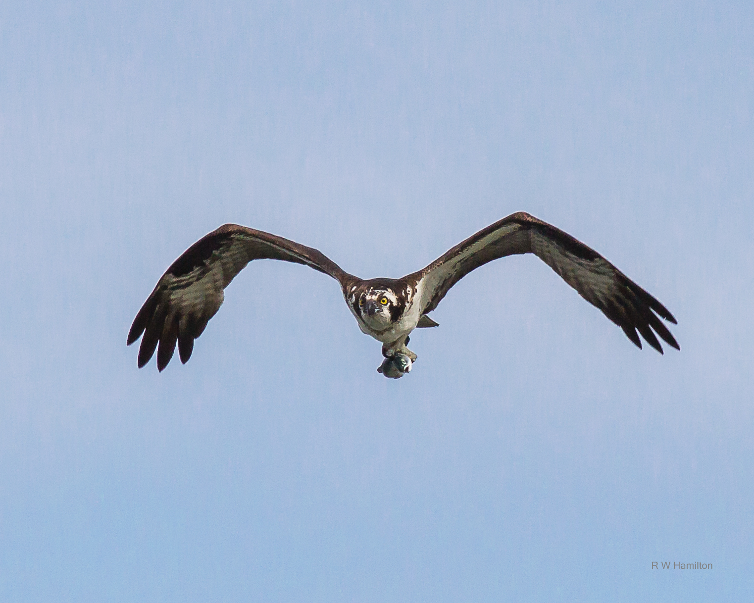 Osprey with fresh caught trout 