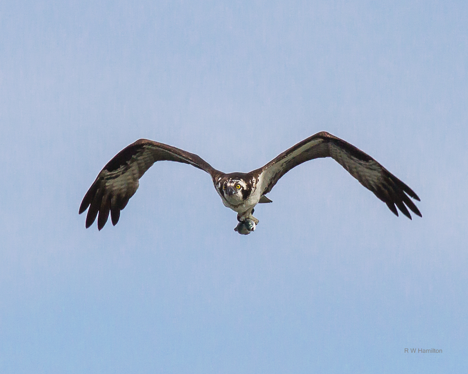 Osprey with fresh caught trout