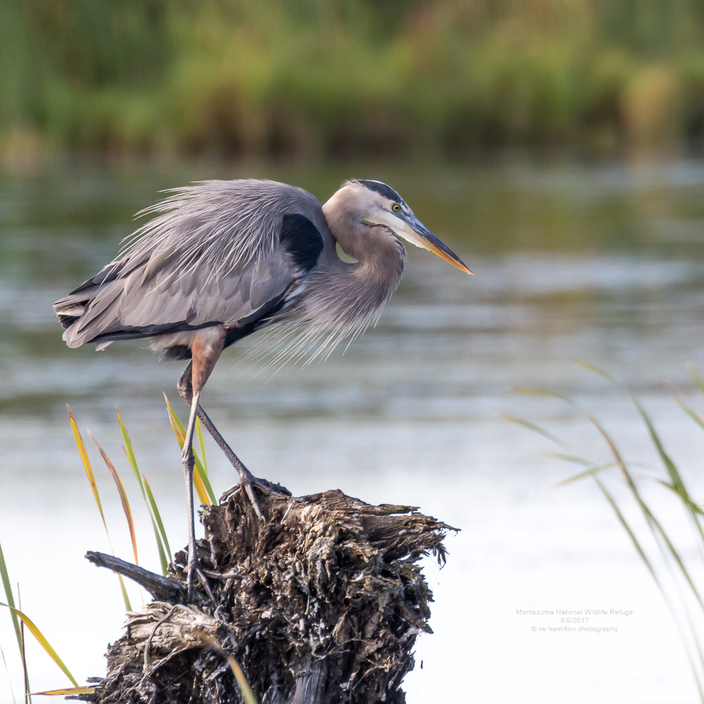 Great Blue Heron