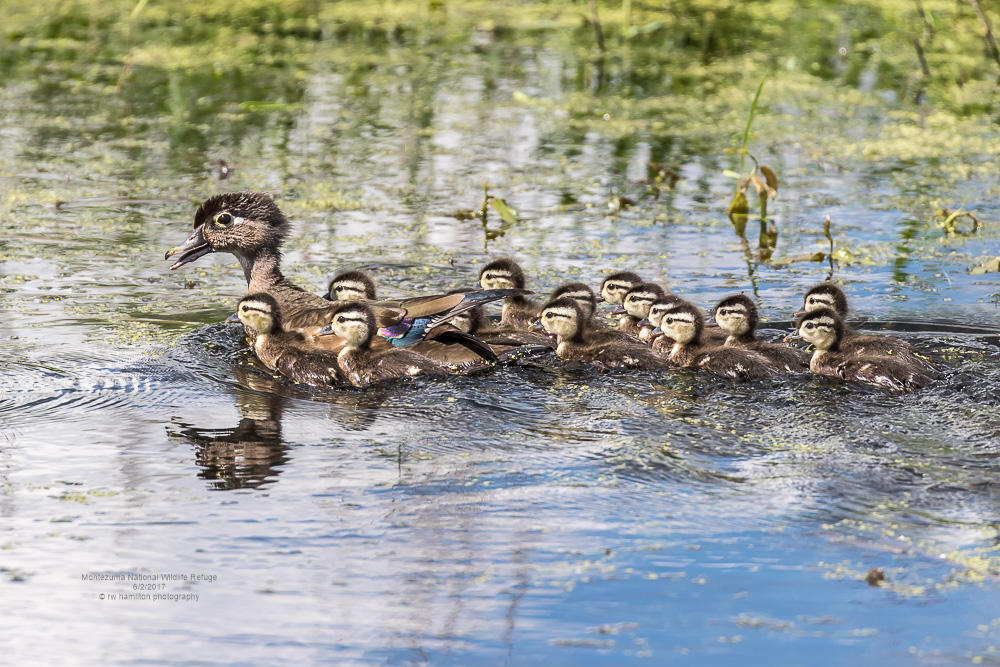 Wood Duck Hen with her brood