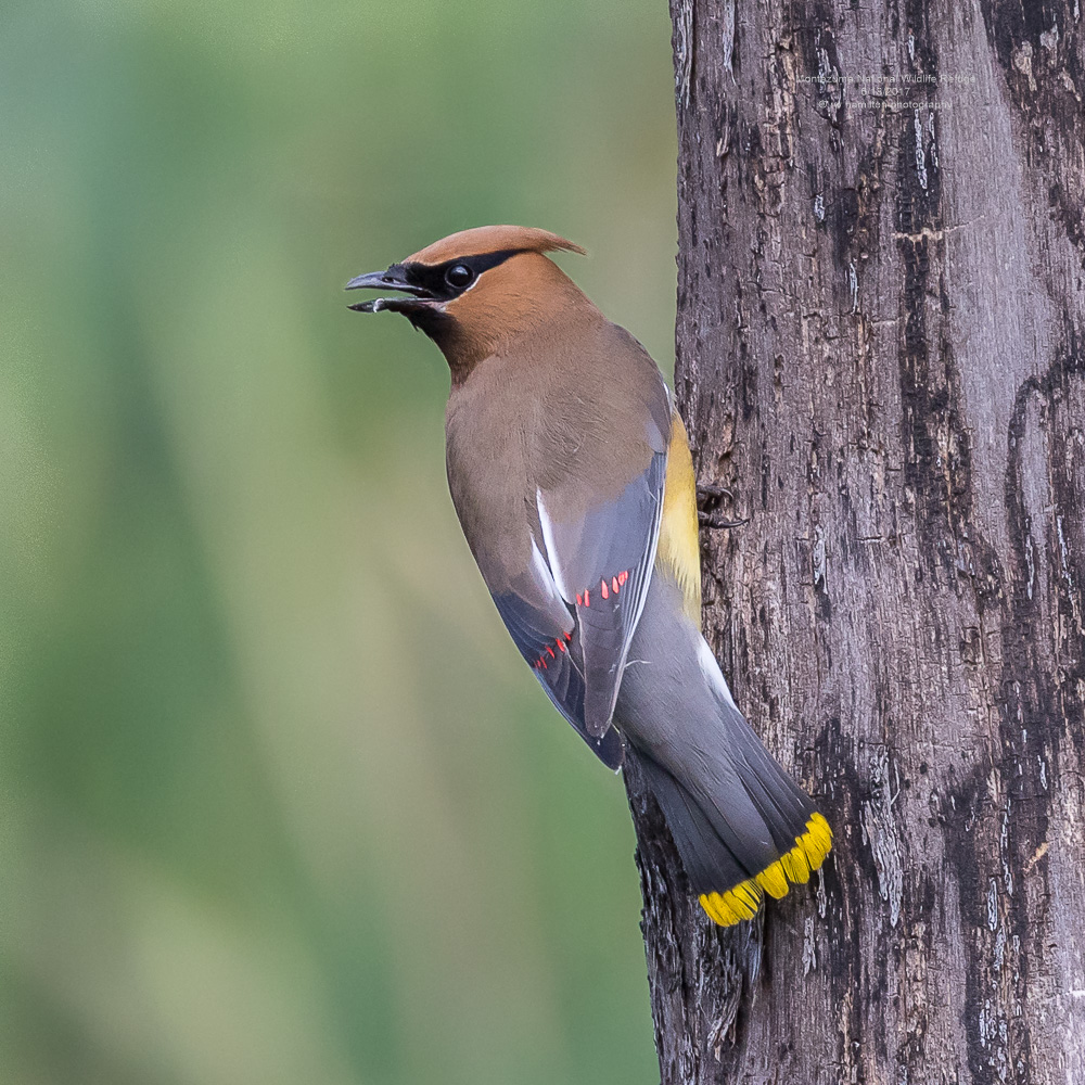 Cedar Waxwing