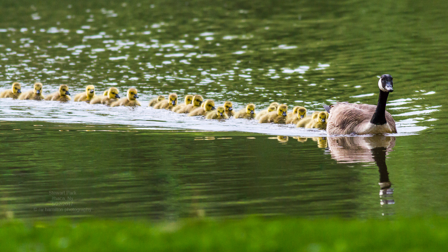 Canada goose with brood