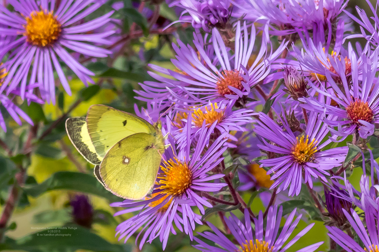 Yellow Sulphur Butterfly