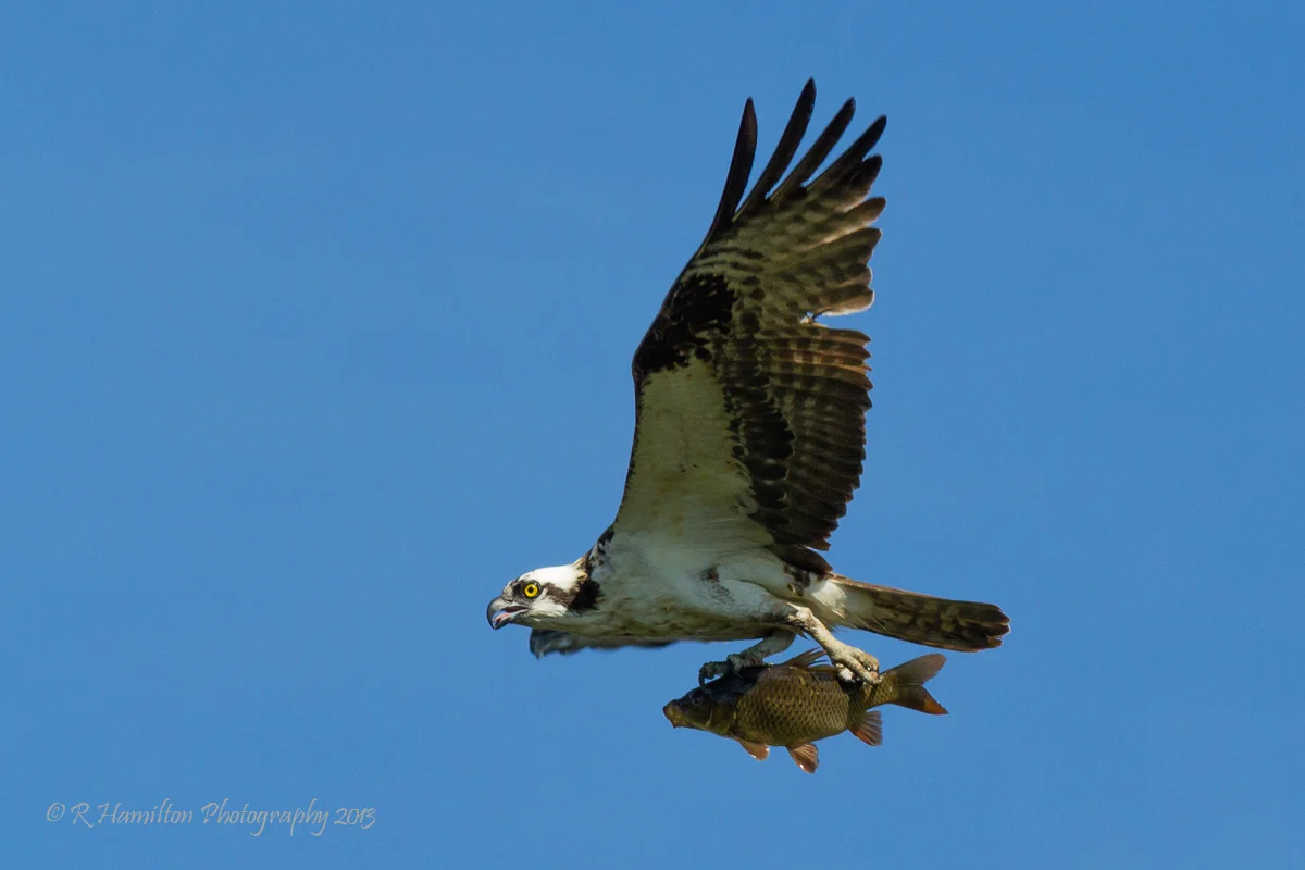 Osprey with Carp