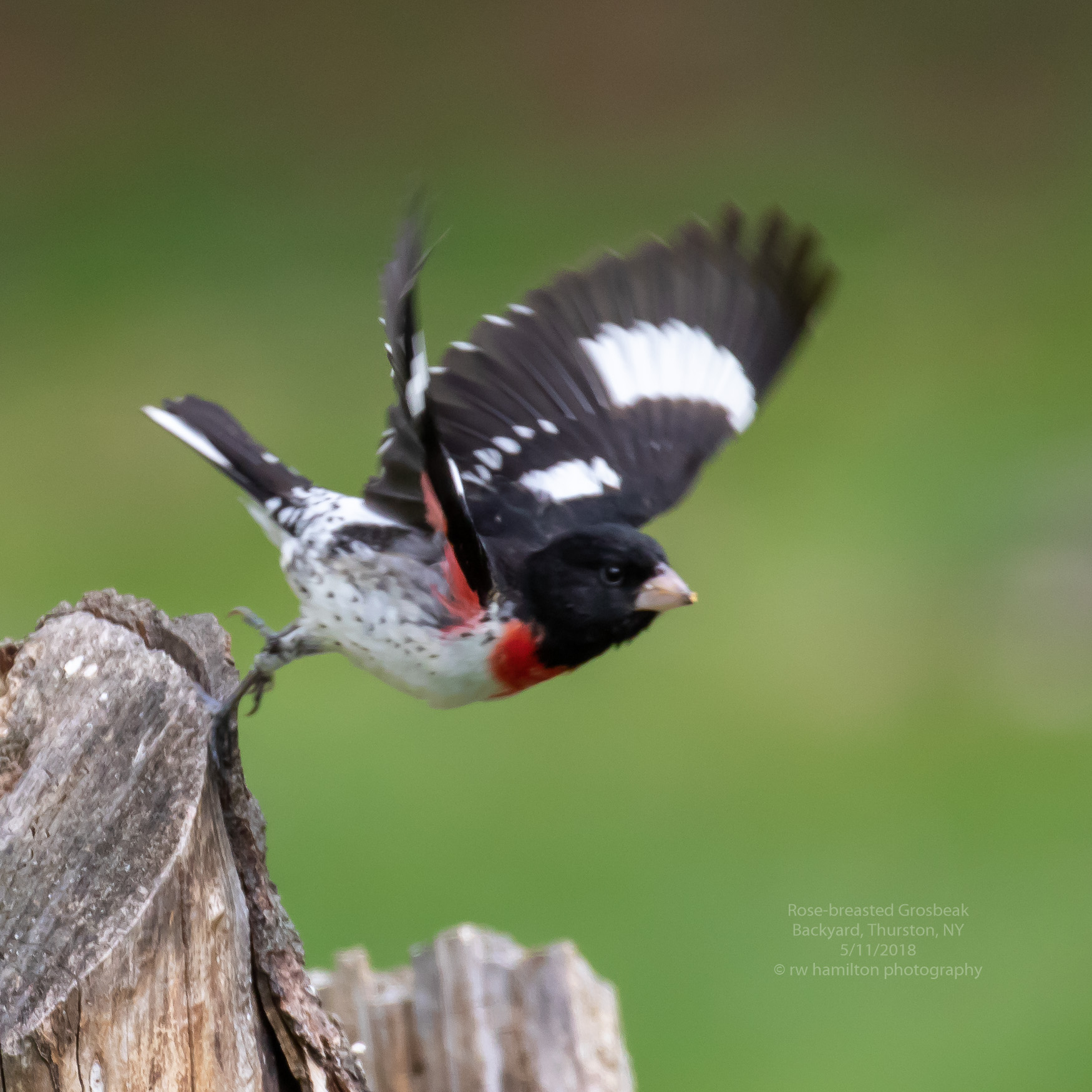 Rose-breasted Grosbeak