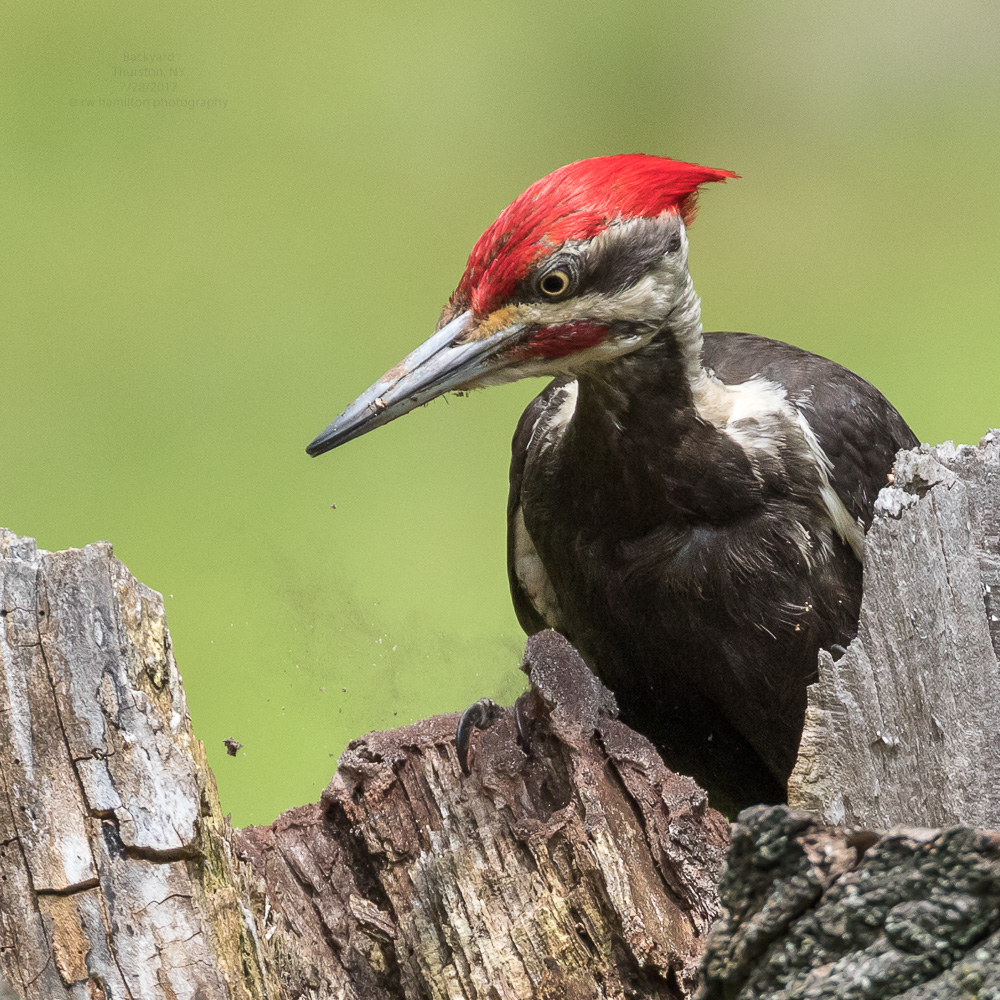 Pileated Woodpecker