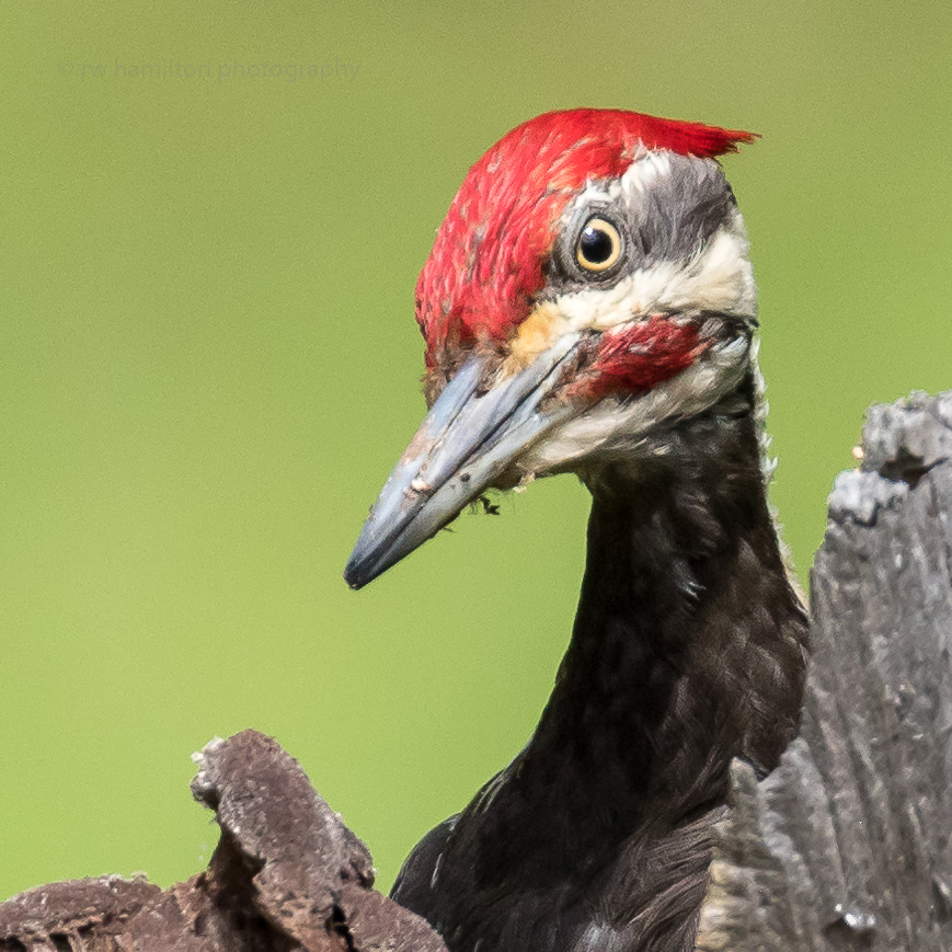 Pileated Woodpecker