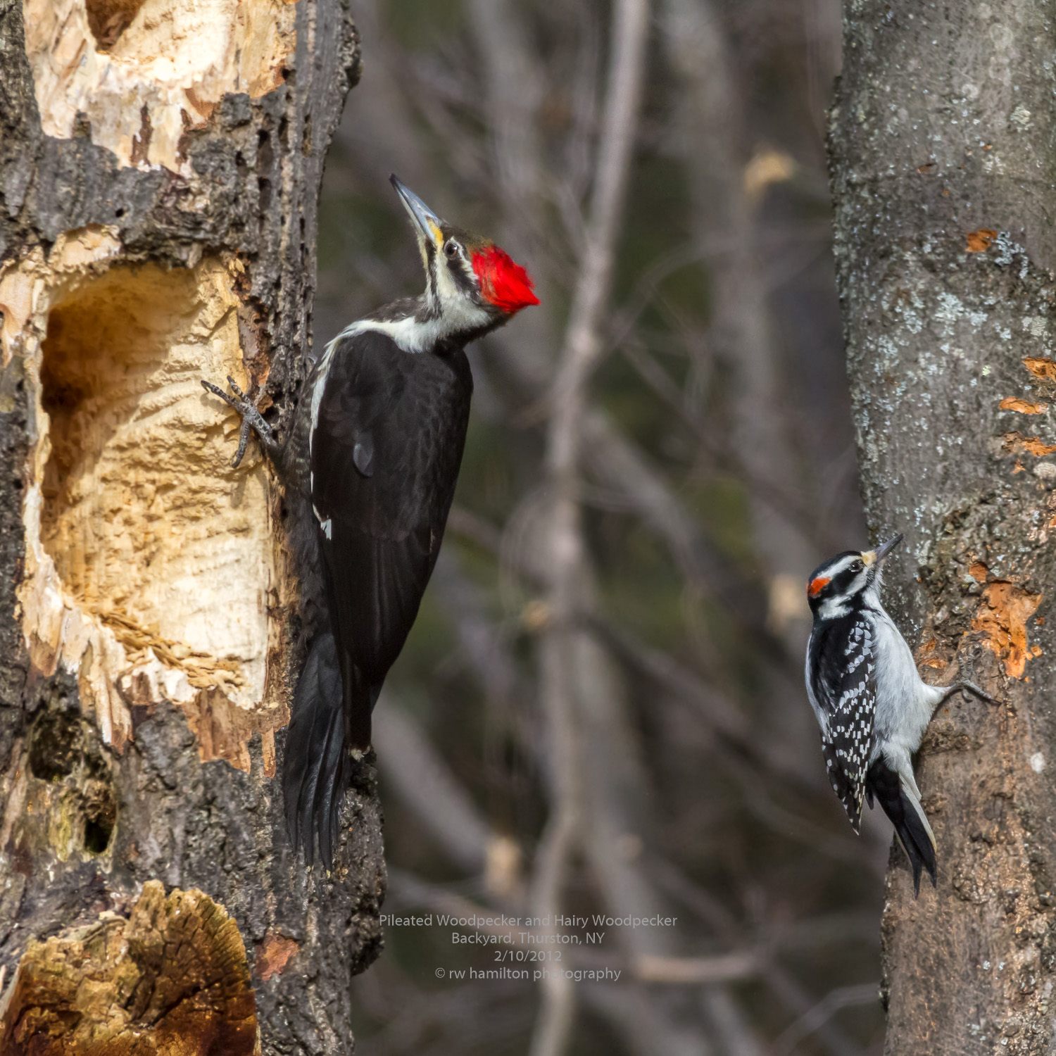 Pileated Woodpecker and Hairy Woodpecker 