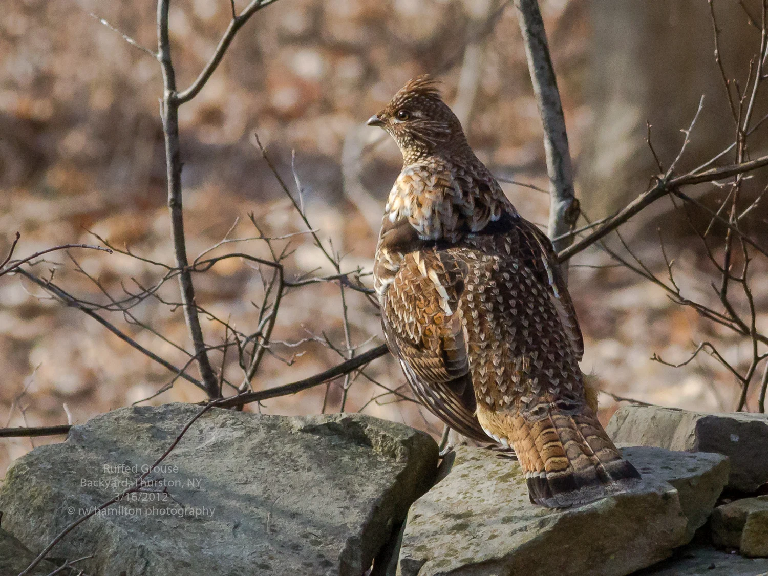 Ruffed Grouse