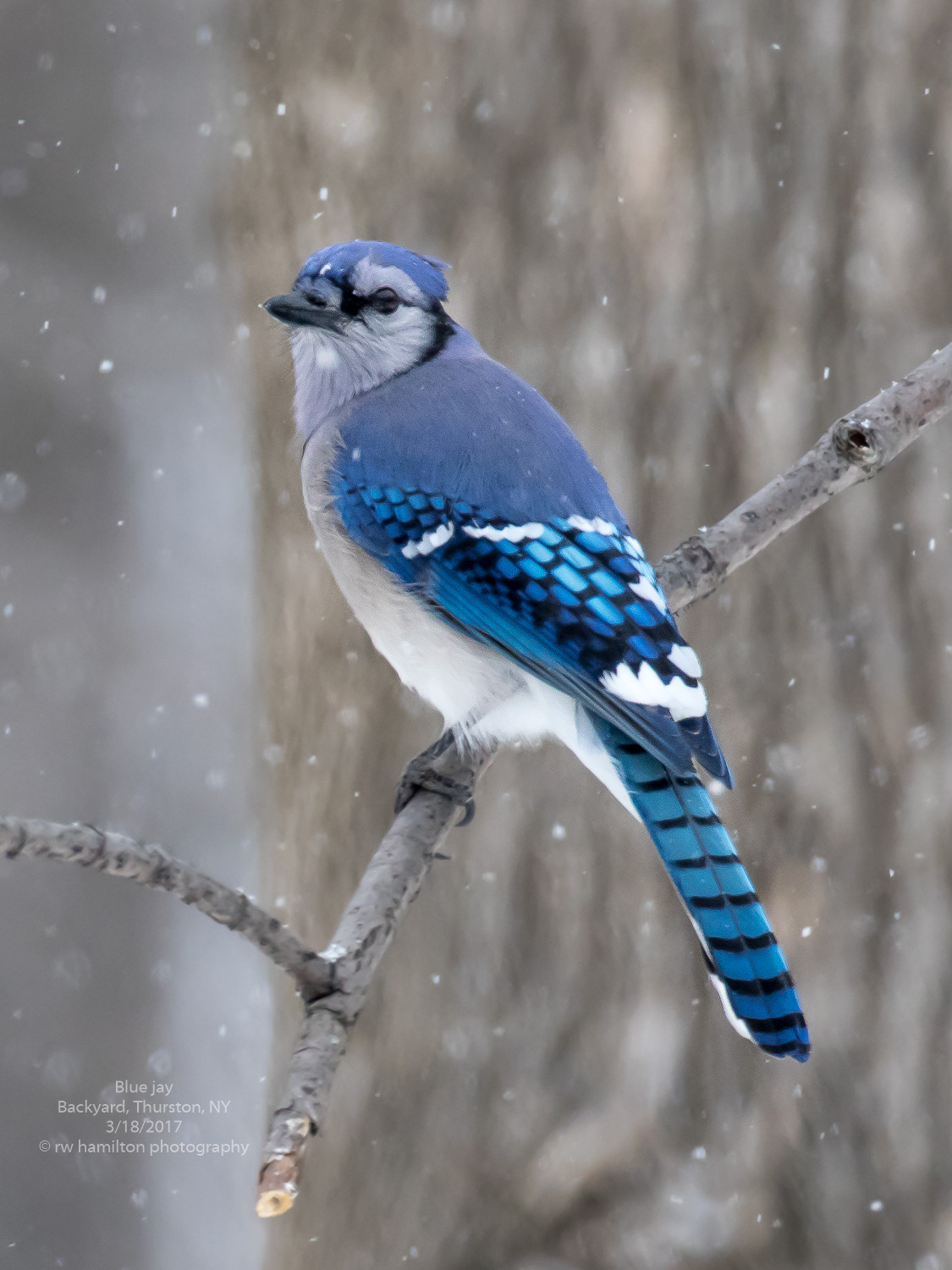 Cold Blue Jay