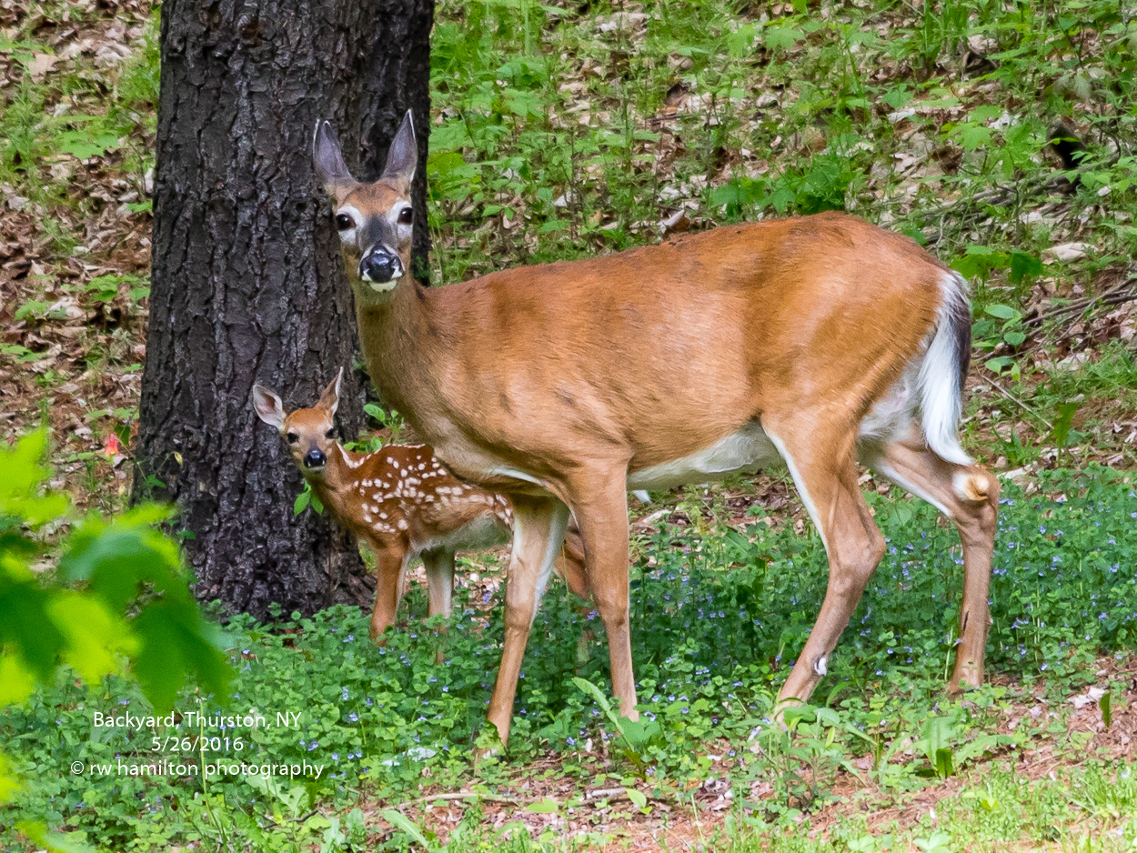 RWH_5984--5472 x 3648.jpg