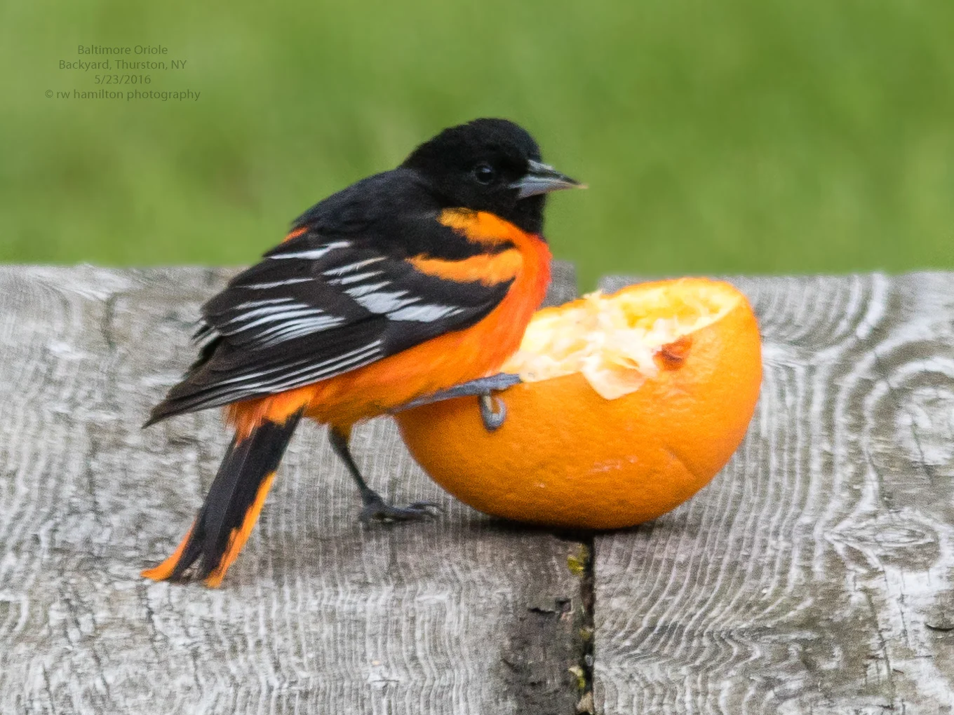 Baltimore Oriole