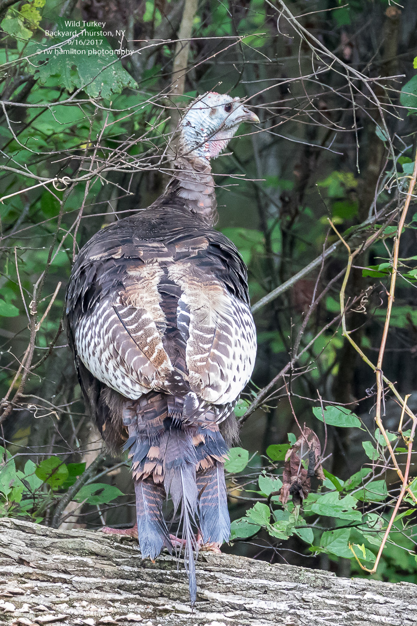 Wild Turkey