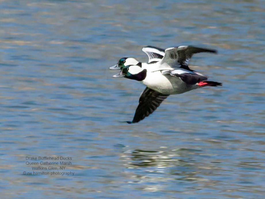Drake Bufflehead Ducks 