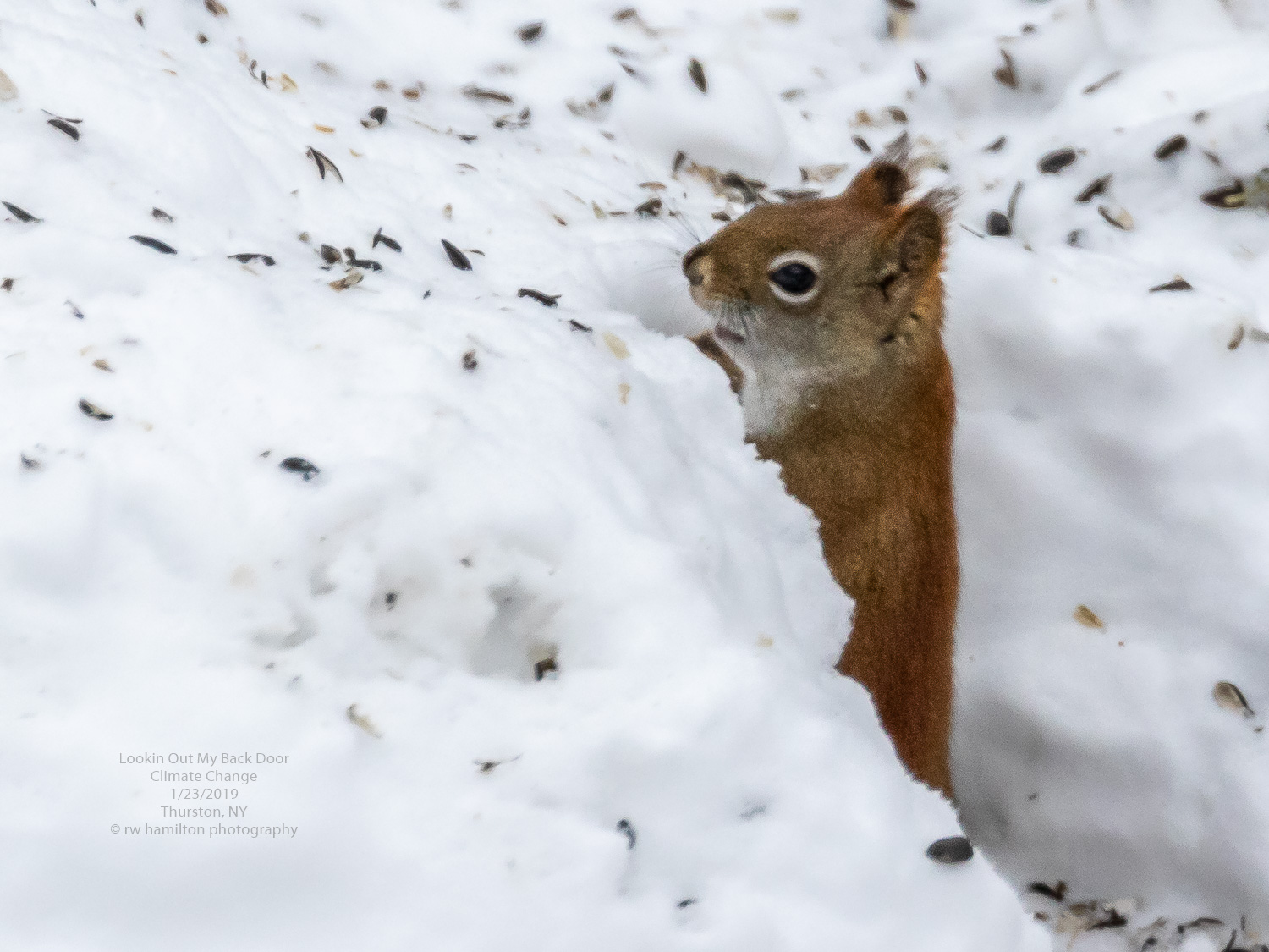 American Red Squirrel