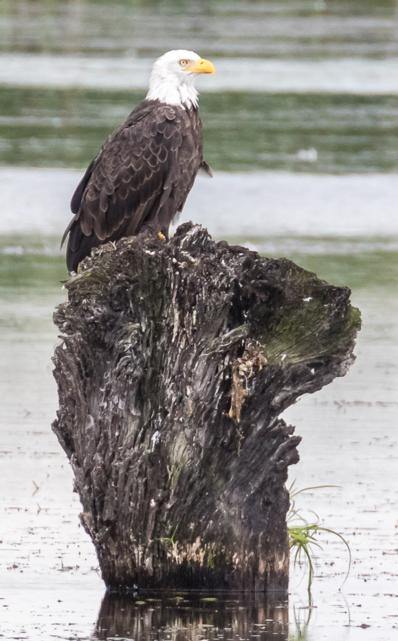 Bald Eagle